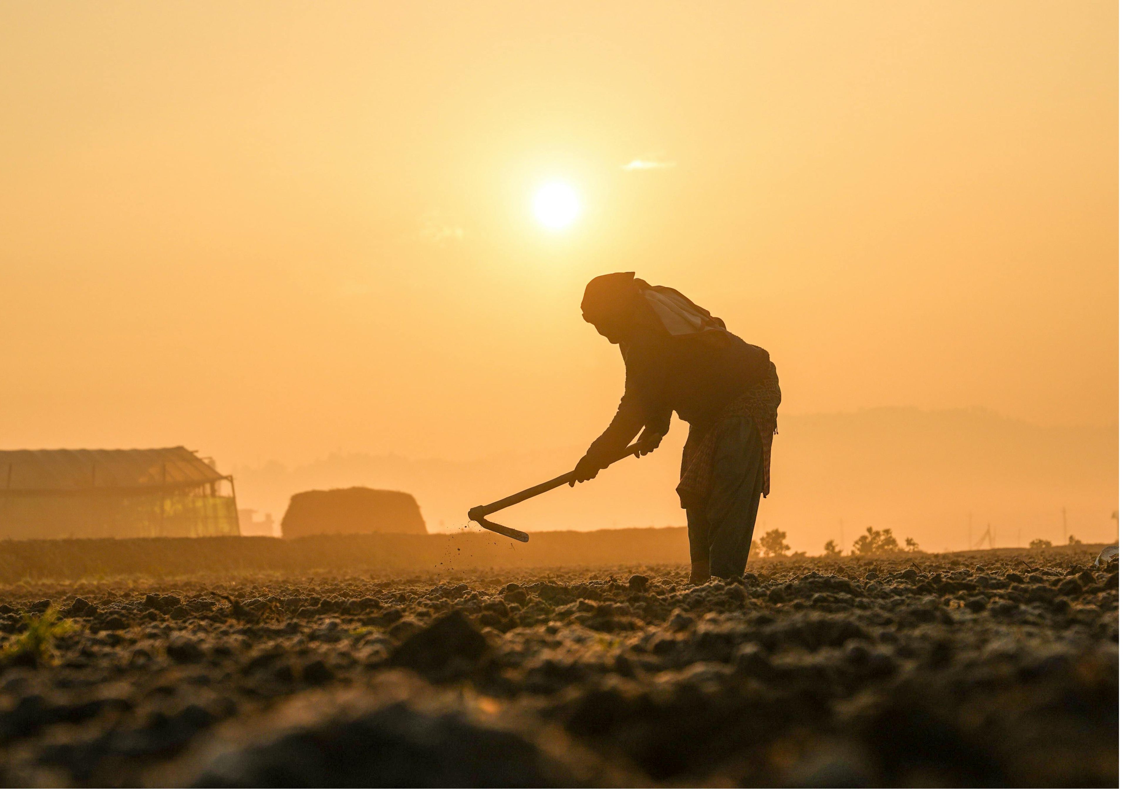 Macbancton Farmer in field